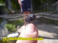 /home//u458753944/public_html/sourcegallery////Insects and small critters/dragonflies and damselflies/P1140140.JPG